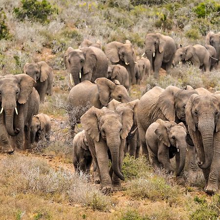 Kwandwe Private Game Reserve - Great Fish River Lodge เกรแฮมส์ทาวน์ ภายนอก รูปภาพ