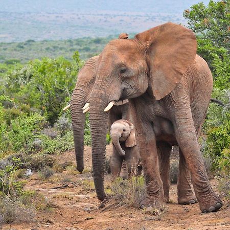 Kwandwe Private Game Reserve - Great Fish River Lodge เกรแฮมส์ทาวน์ ภายนอก รูปภาพ