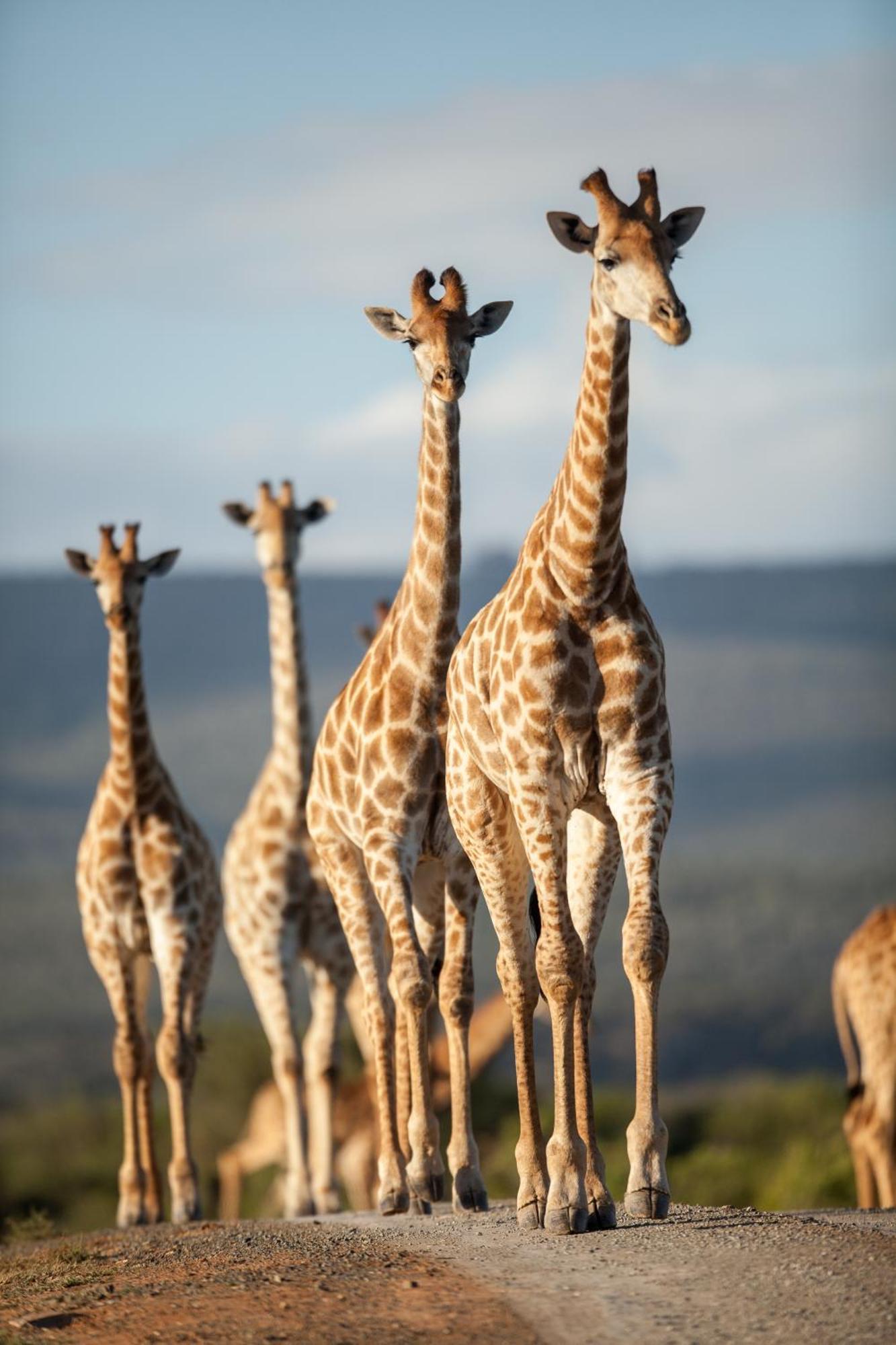 Kwandwe Private Game Reserve - Great Fish River Lodge เกรแฮมส์ทาวน์ ภายนอก รูปภาพ