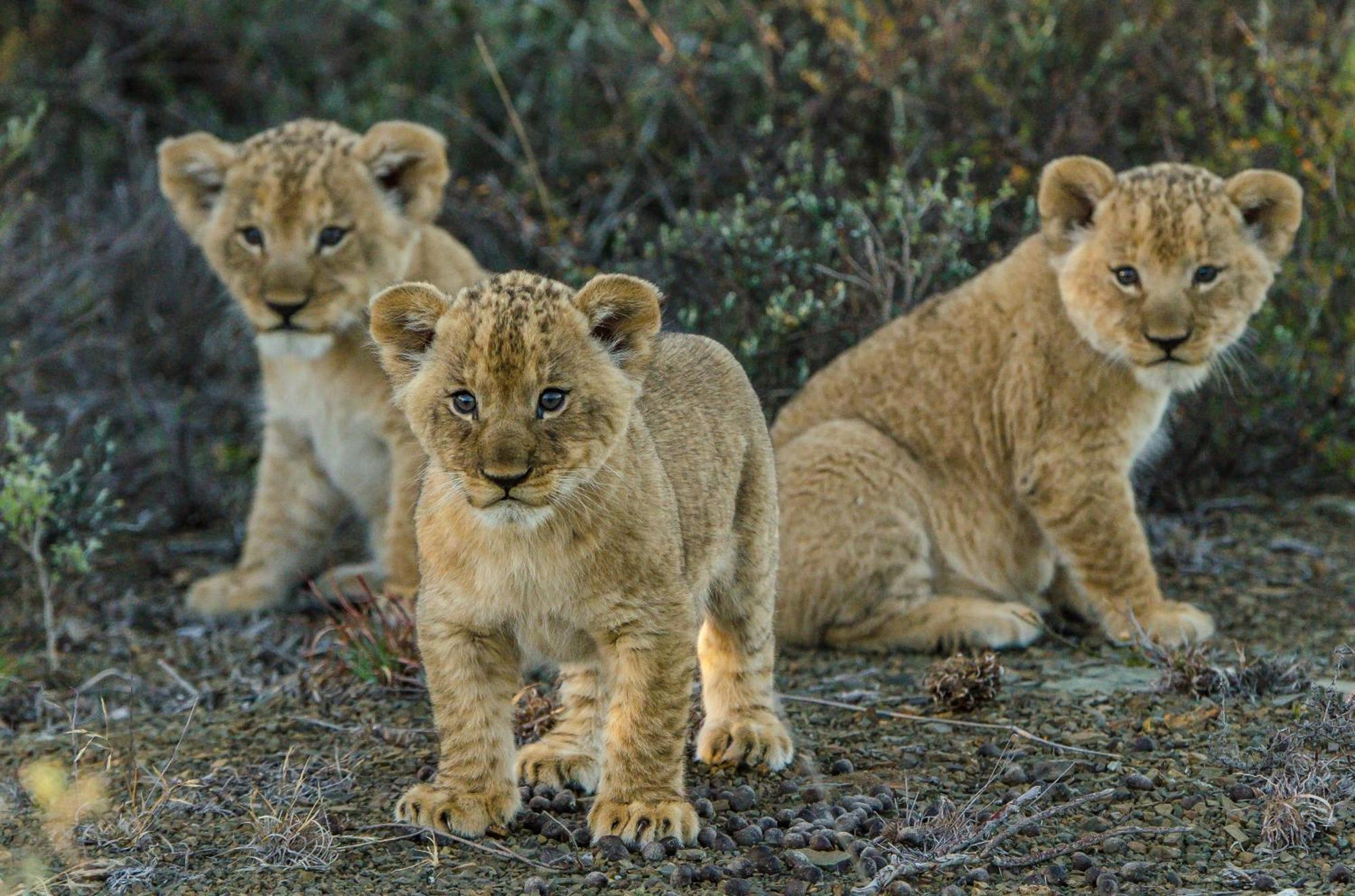 Kwandwe Private Game Reserve - Great Fish River Lodge เกรแฮมส์ทาวน์ ภายนอก รูปภาพ