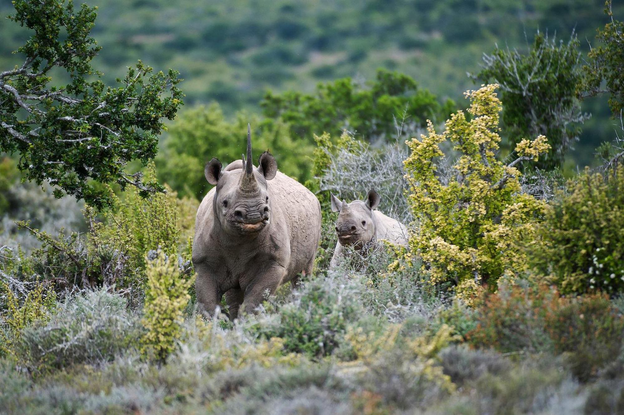 Kwandwe Private Game Reserve - Great Fish River Lodge เกรแฮมส์ทาวน์ ภายนอก รูปภาพ