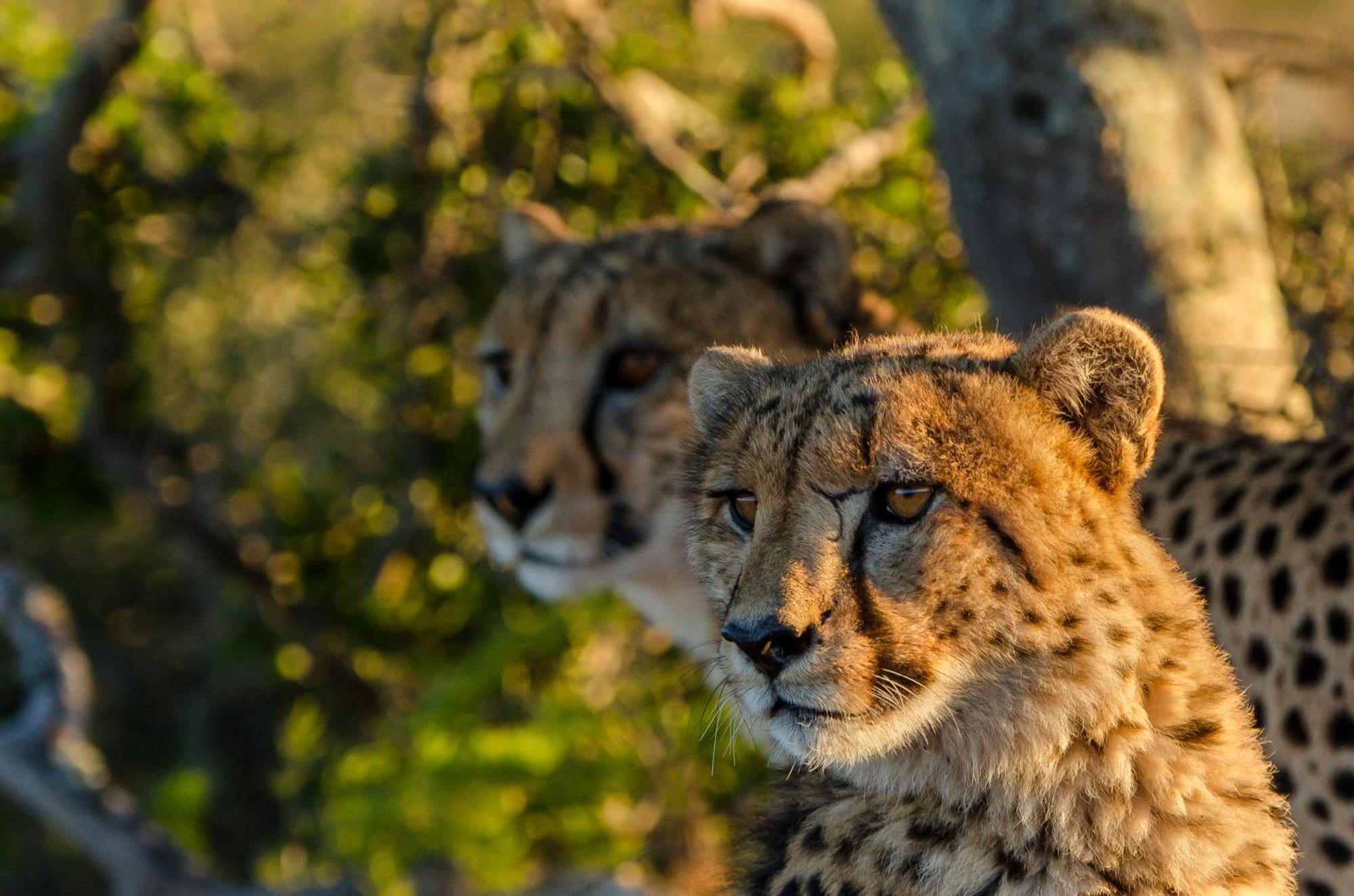 Kwandwe Private Game Reserve - Great Fish River Lodge เกรแฮมส์ทาวน์ ภายนอก รูปภาพ