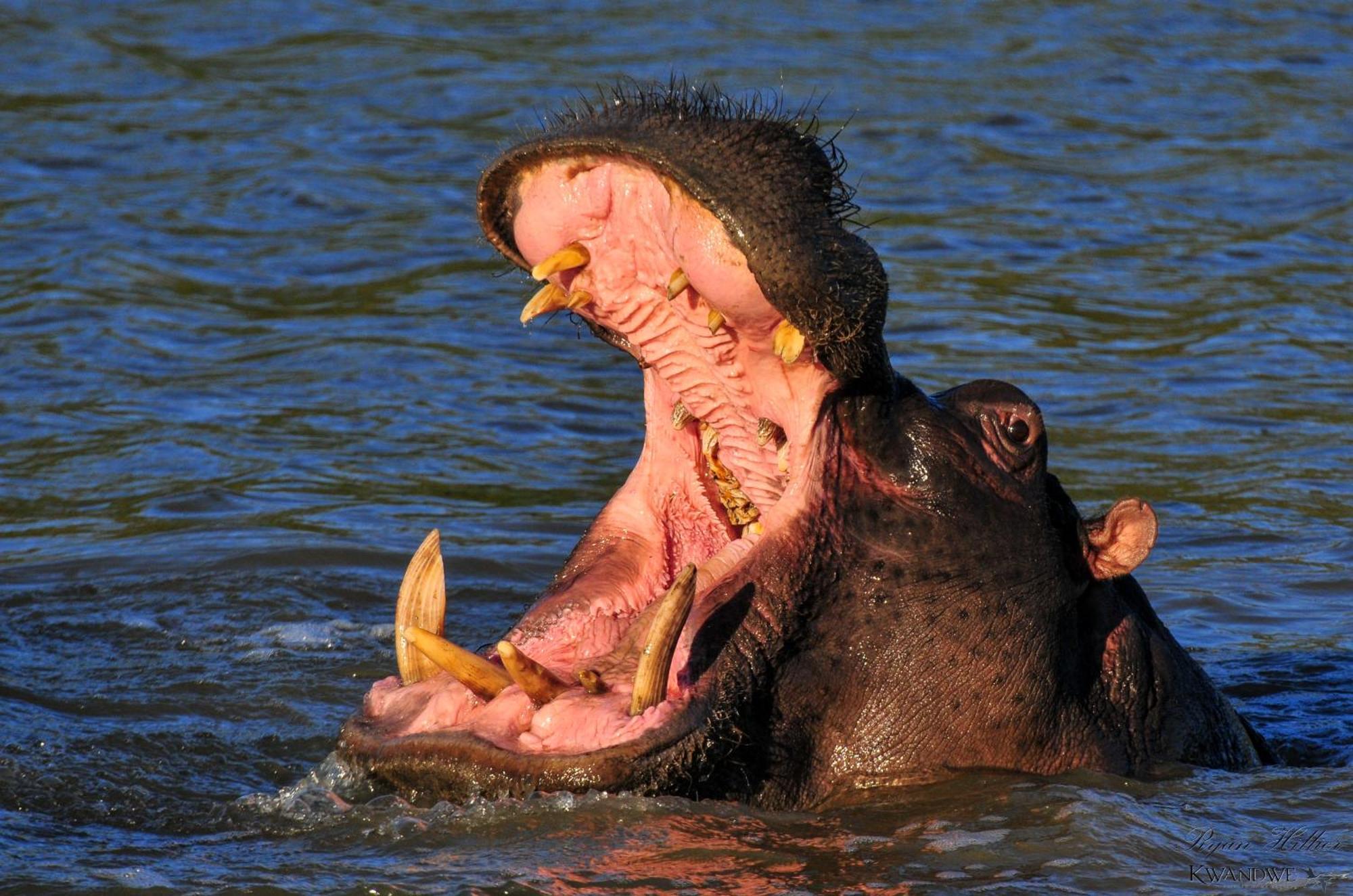Kwandwe Private Game Reserve - Great Fish River Lodge เกรแฮมส์ทาวน์ ภายนอก รูปภาพ