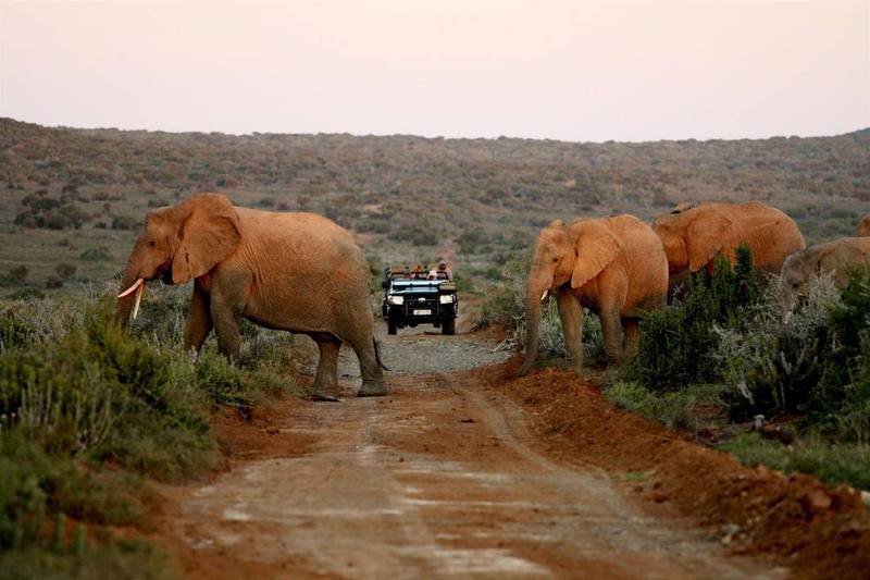 Kwandwe Private Game Reserve - Great Fish River Lodge เกรแฮมส์ทาวน์ ภายนอก รูปภาพ
